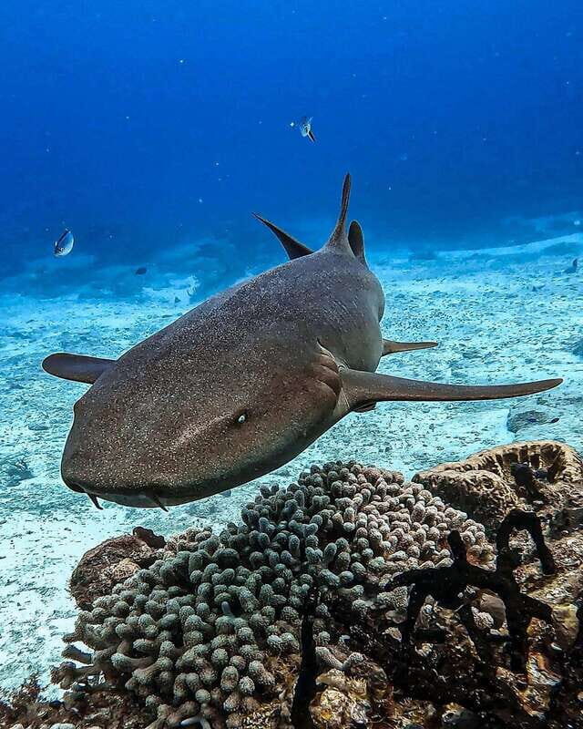 From Cozumel: Double Tank Scuba Diving for Certified Divers - Authentic Insights from Previous Guests