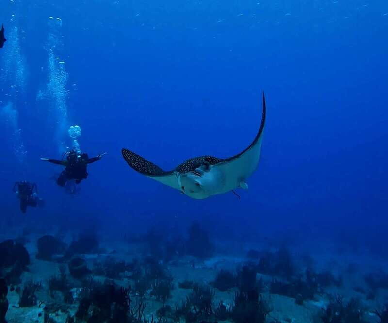 From Cozumel: Double Tank Scuba Diving for Certified Divers - Final Thoughts