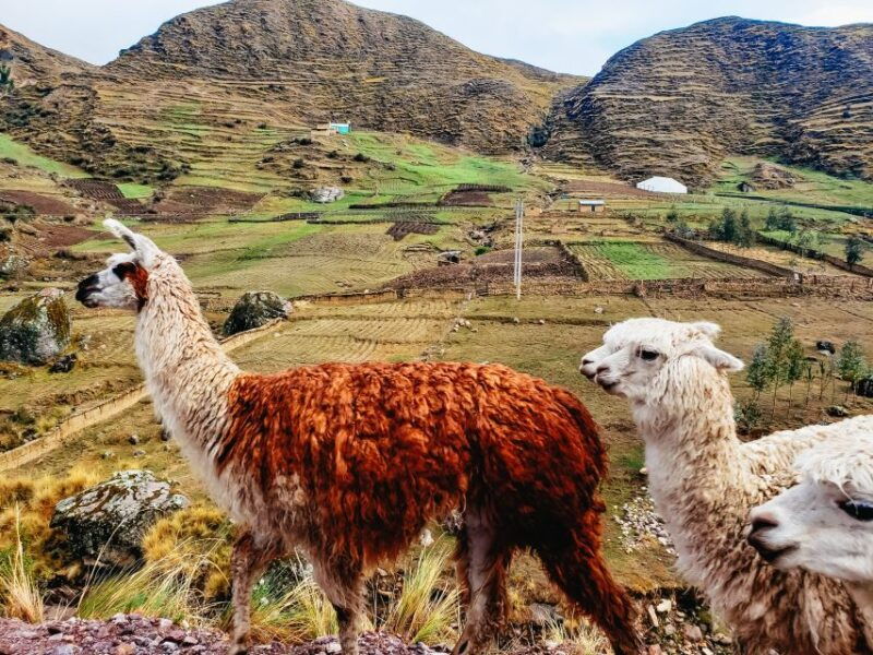from-cusco-full-day-tour-to-rainbow-mountain-with-meals