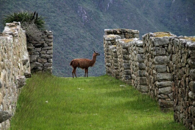 from-cusco-hike-5-days-classic-inca-trail-to-machu-picchu