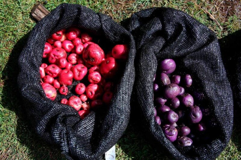 from-cusco-indigenous-potato-farm-cultural-experience