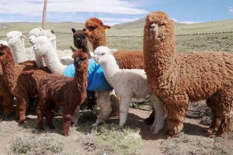 from-cusco-llama-trekking
