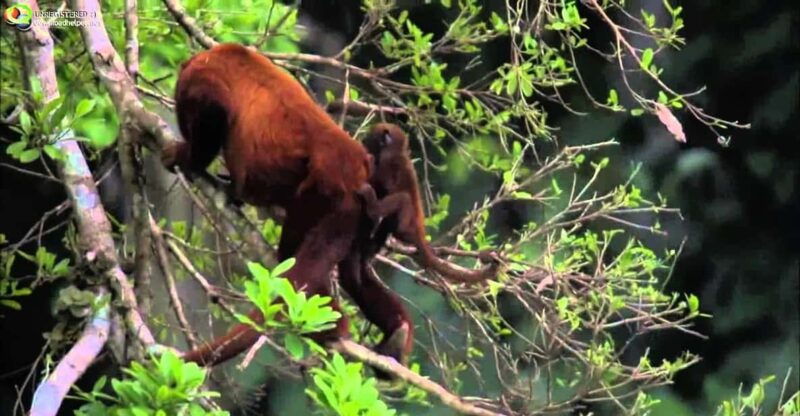 from-cusco-manu-national-park-3-days-all-included