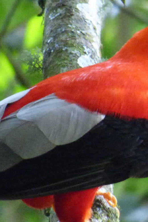 from-cusco-manu-national-park-3-days-all-included