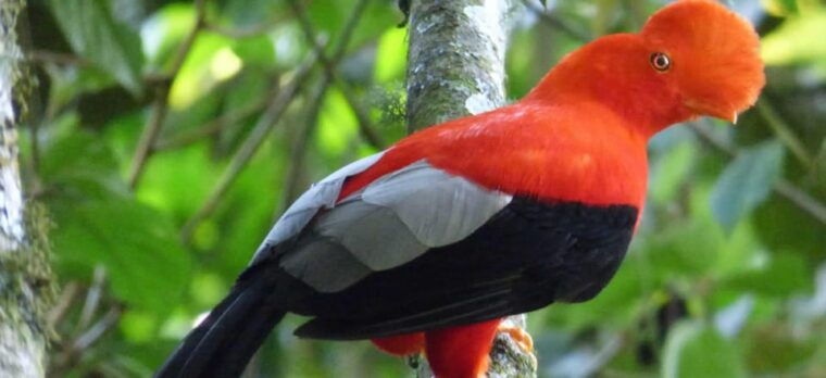 from-cusco-manu-national-park-3-days-all-included