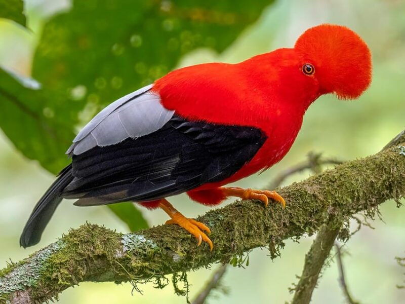 from-cusco-manu-national-park-tour-accommodation-3-days