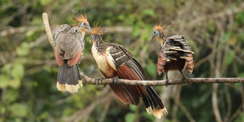 from-cusco-manu-national-park-tour-with-accommodation