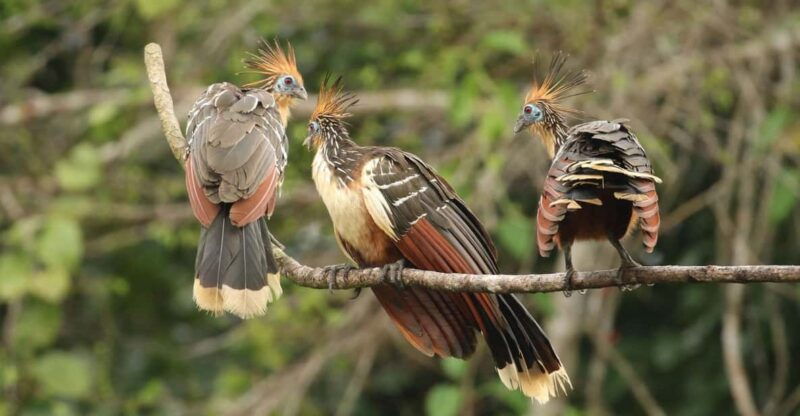 from-cusco-manu-national-park-tour-with-accommodation