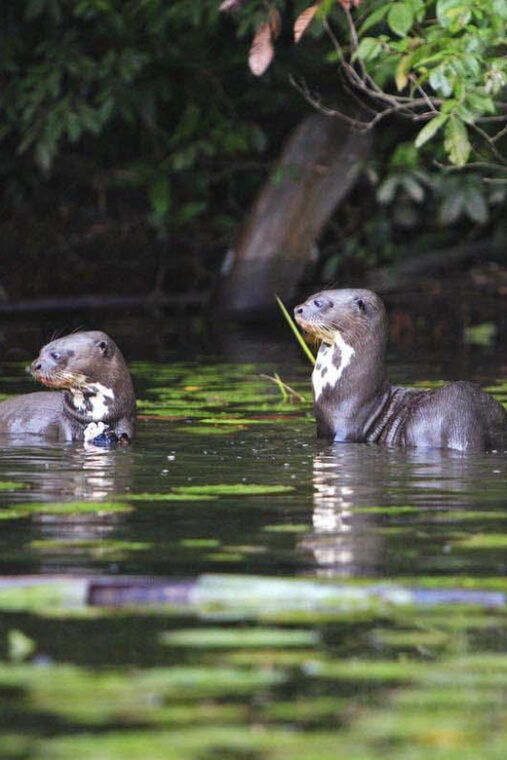 from-cusco-manu-national-park-tour-with-accommodation