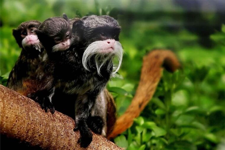 from-cusco-manu-national-park-tour-with-accommodation