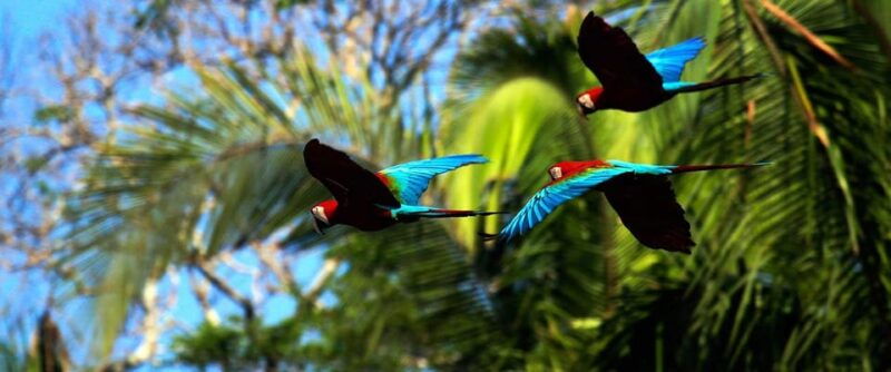 from-cusco-manu-tree-house-4-days-3-nights