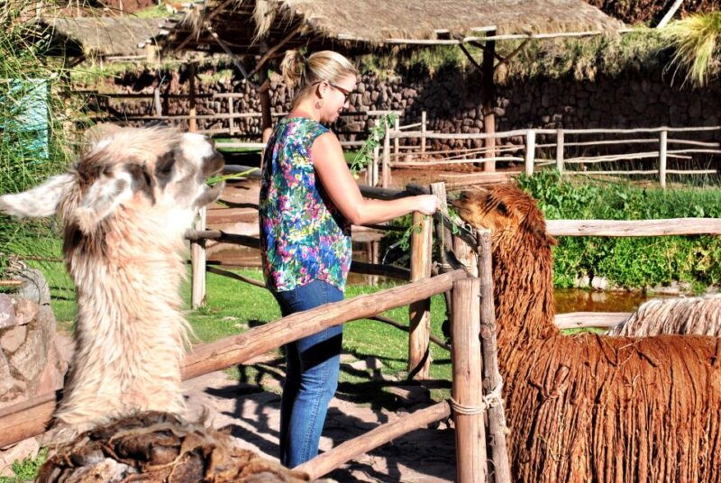 from-cusco-private-pisac-ruins-and-alpaca-farm-day-trip