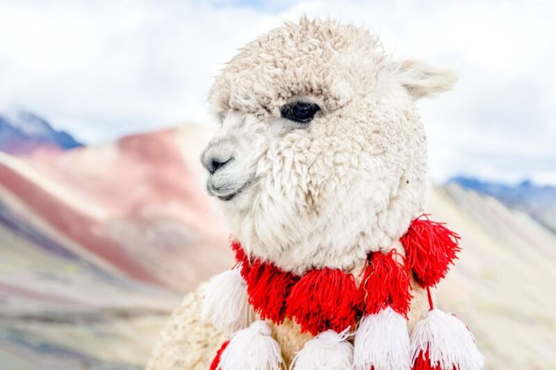 from-cusco-rainbow-mountain-full-day-trek-with-meals-2