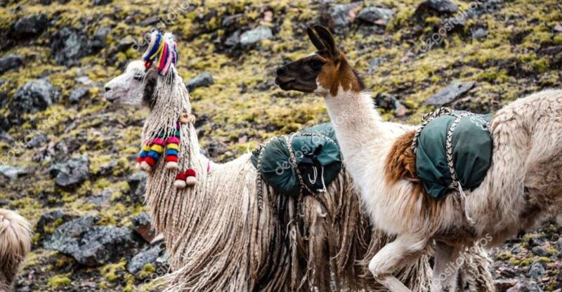 from-cusco-tour-to-chinchero-maras-moraypicnic