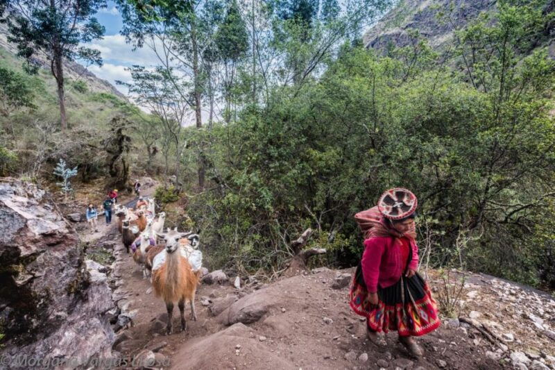 from-cusco-walk-with-alpacas-and-llamas-picnic-private