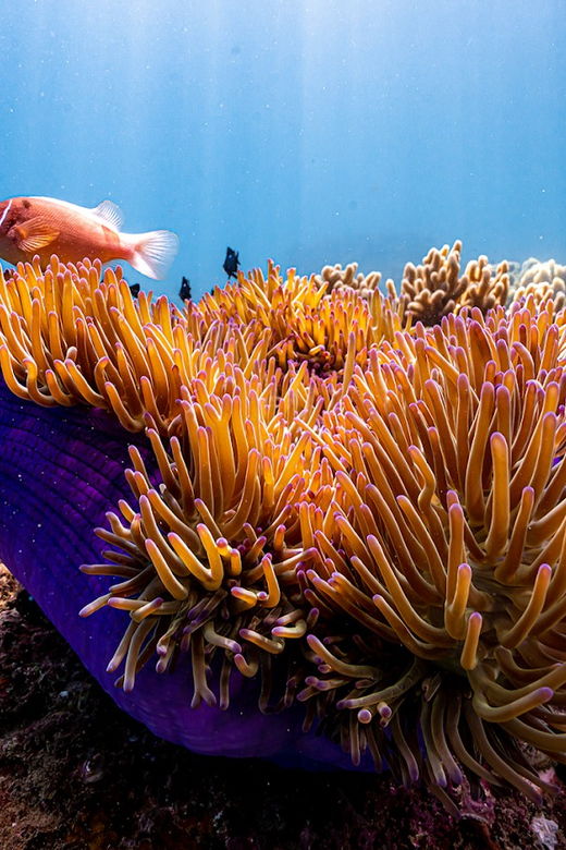 from-da-nang-cham-island-sightseeing-and-snorkeling-tourl