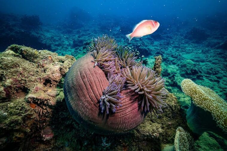 from-da-nang-cham-island-sightseeing-and-snorkeling-tourl