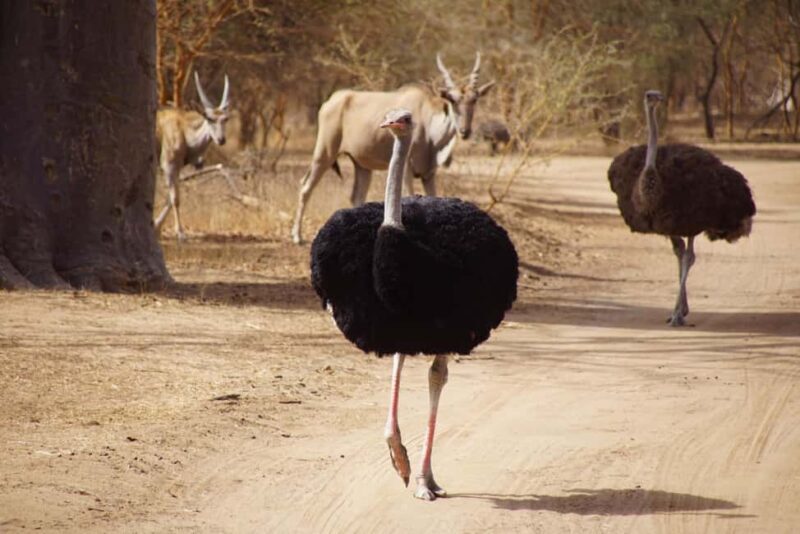 From Dakar: Bandia Park and Somone Lagoon Day Trip - From Dakar: Bandia Park and Somone Lagoon Day Trip — A Practical Guide