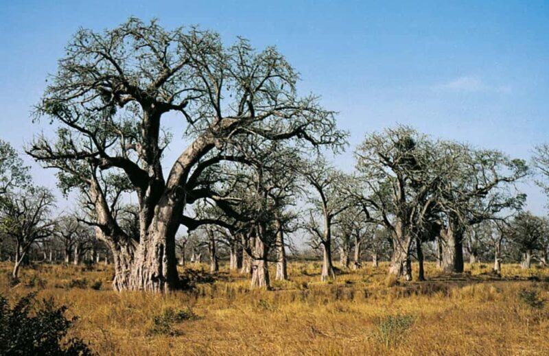 From Dakar: Bandia Park and Somone Lagoon Day Trip - Who Will Enjoy This Tour?
