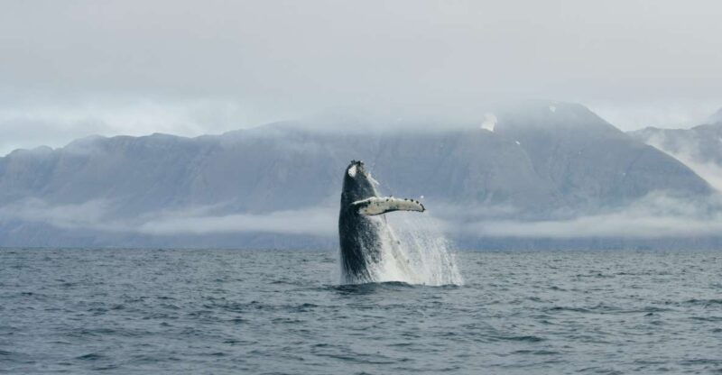 from-dalvik-arctic-whale-watching-in-northern-iceland