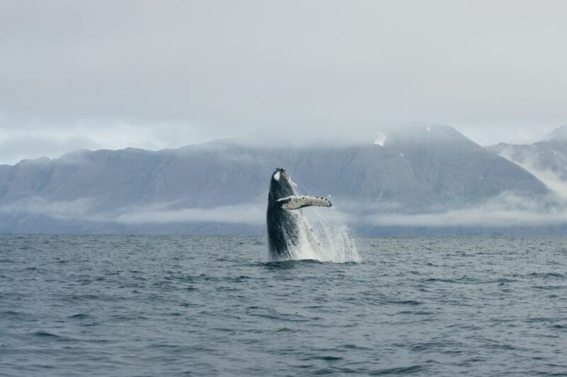 from-dalvik-arctic-whale-watching-in-northern-iceland