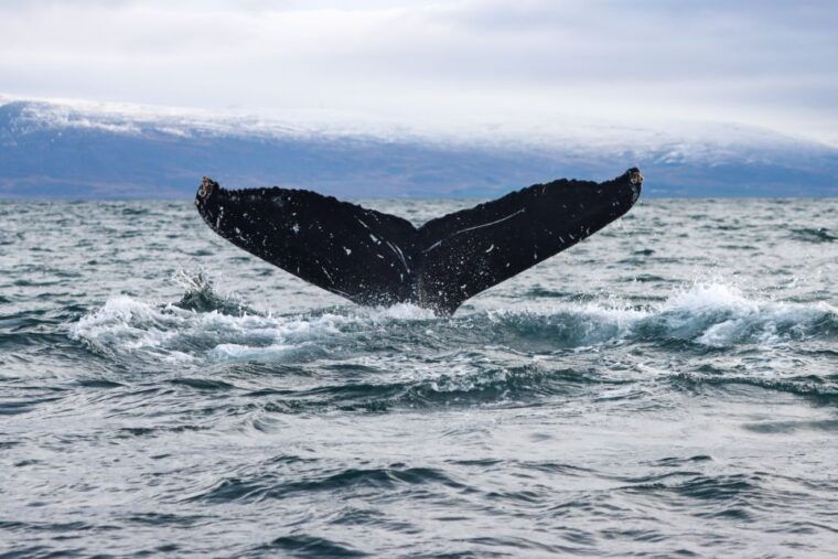 from-dalvik-arctic-whale-watching-in-northern-iceland