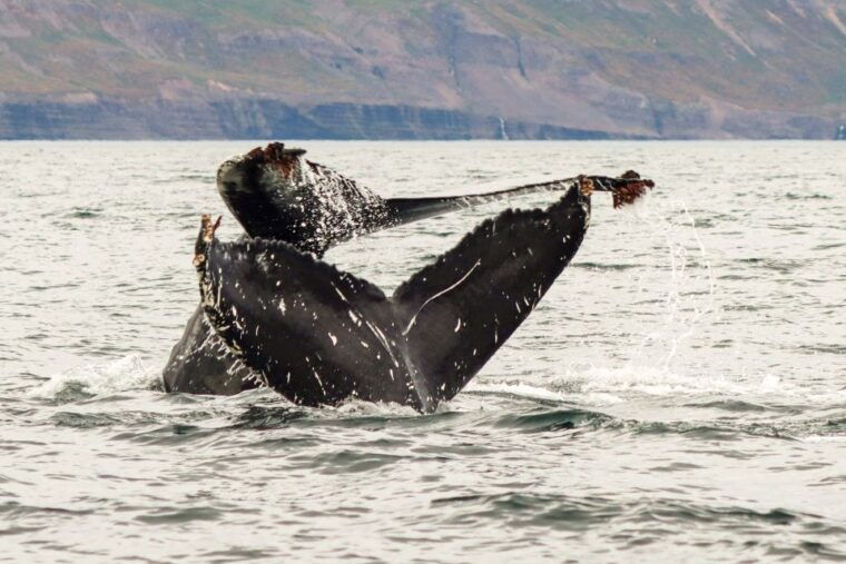 from-dalvik-arctic-whale-watching-in-northern-iceland