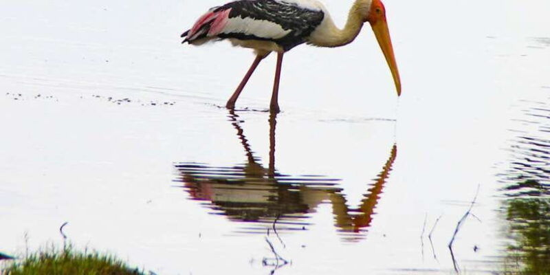from-dambulla-full-day-safari-at-minneriya-national-park