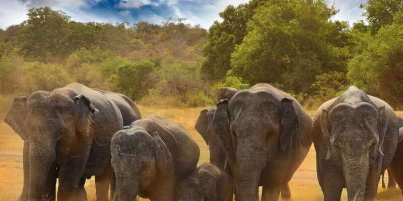 from-dambulla-full-day-safari-at-minneriya-national-park