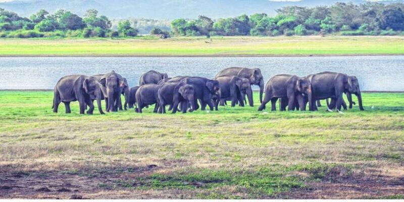 from-dambulla-full-day-safari-at-minneriya-national-park