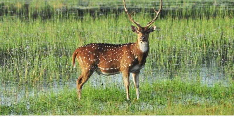 from-dambulla-full-day-safari-at-minneriya-national-park