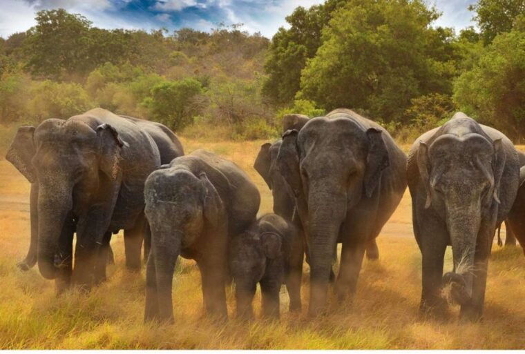 from-dambulla-full-day-safari-at-minneriya-national-park