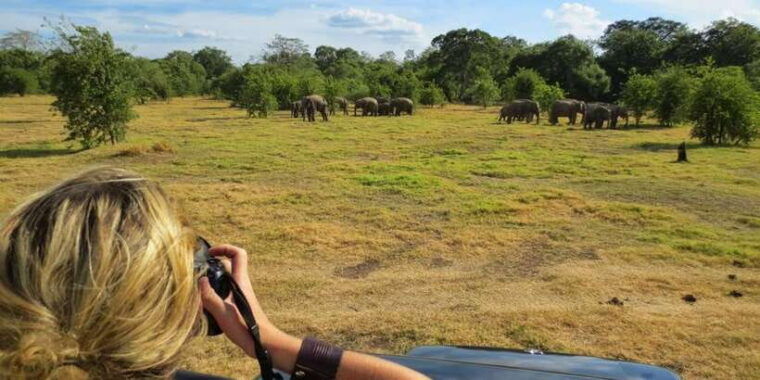 from-dambulla-full-day-safari-at-minneriya-national-park