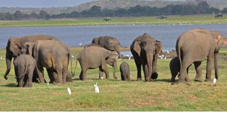 from-dambulla-full-day-safari-at-minneriya-national-park