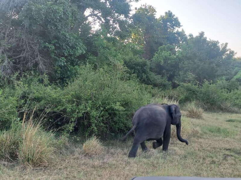 from-dambulla-minneriya-national-park-wild-jeep-safari