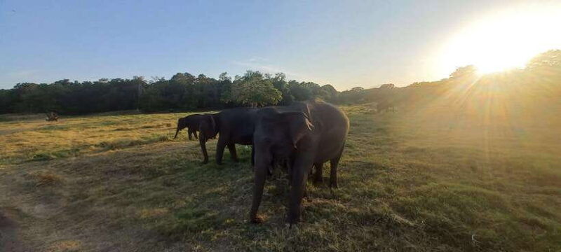 from-dambulla-minneriya-national-park-wild-jeep-safari