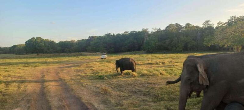 from-dambulla-minneriya-national-park-wild-jeep-safari