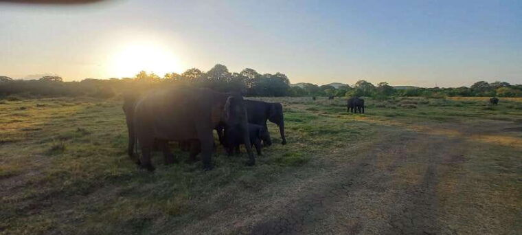 from-dambulla-minneriya-national-park-wild-jeep-safari