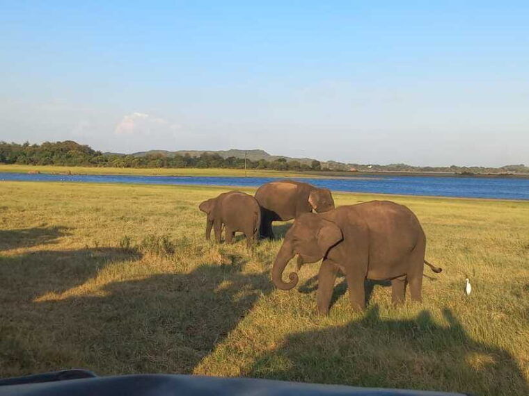 from-dambulla-minneriya-national-park-wild-jeep-safari