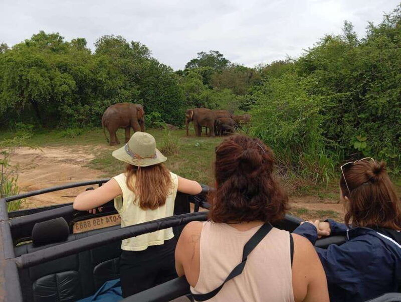 from-dambulla-sigiriya-minneriya-national-park-4hr-safari