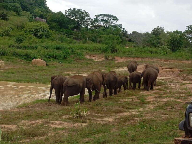 from-dambulla-sigiriya-minneriya-national-park-4hr-safari