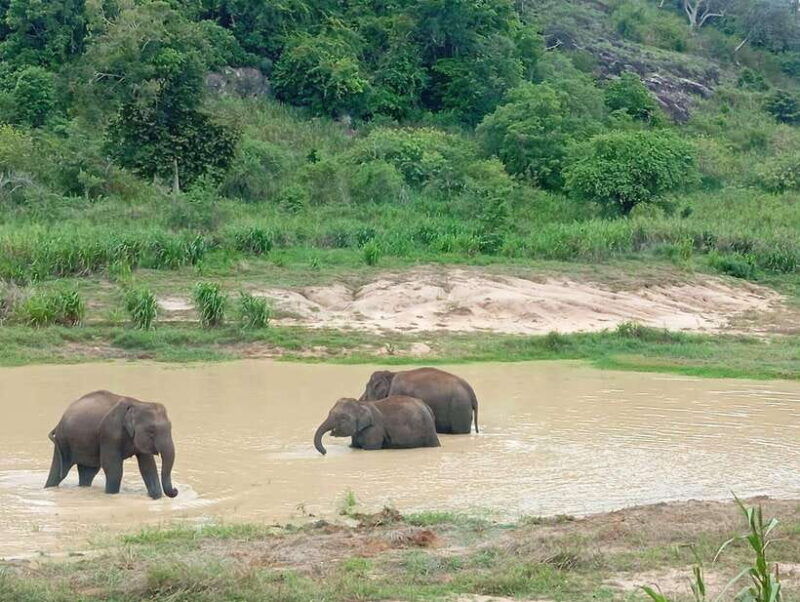 from-dambulla-sigiriya-minneriya-national-park-4hr-safari