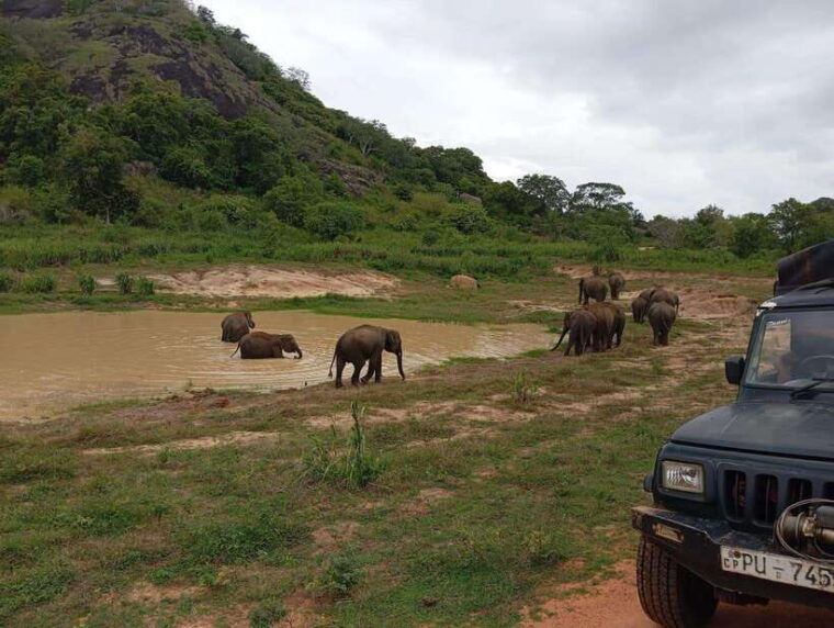 from-dambulla-sigiriya-minneriya-national-park-4hr-safari