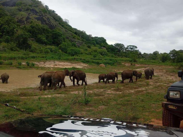 from-dambulla-sigiriya-minneriya-national-park-4hr-safari