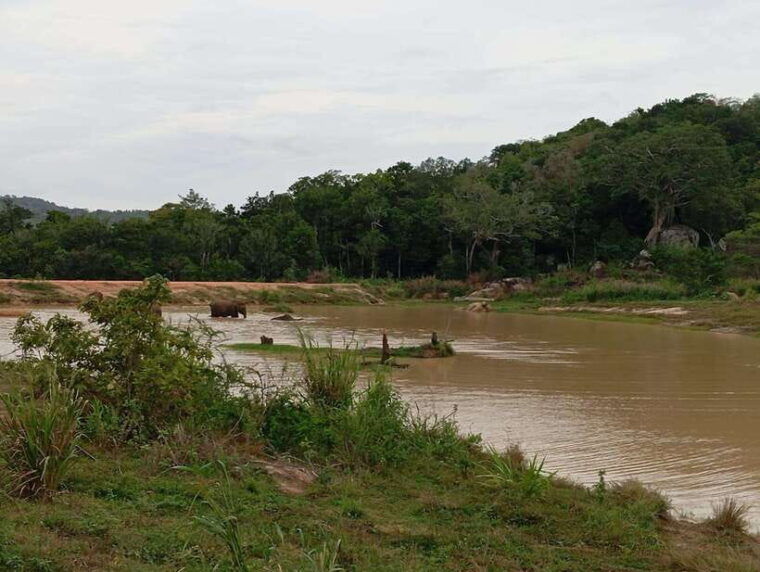 from-dambulla-sigiriya-minneriya-national-park-4hr-safari