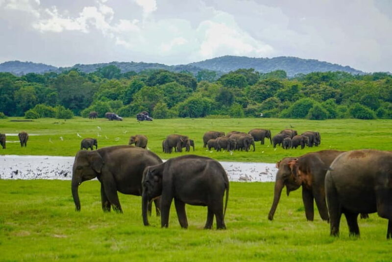 From Dambulla, Sigiriya: Polonnaruwa Tuk Tuk Day Tour - FAQ