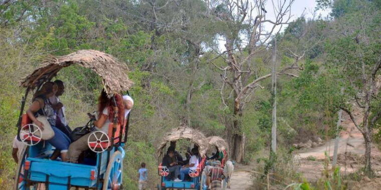from-dambulla-sigiriya-rock-village-and-minneriya-tour
