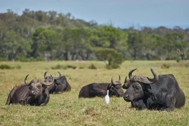From Dar es Salaam: 2-Day Mikumi National Park Luxury Safari - An In-Depth Look at the 2-Day Mikumi Luxury Safari