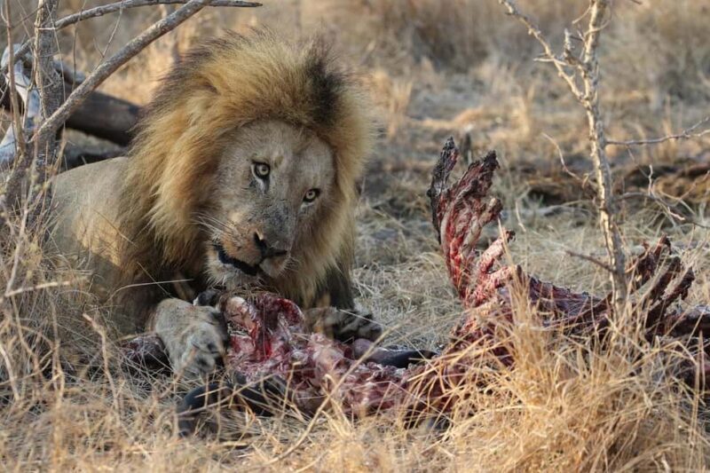From Dar es Salaam: 2-Day Mikumi National Park Luxury Safari - Practical Details: What to Know Before You Go