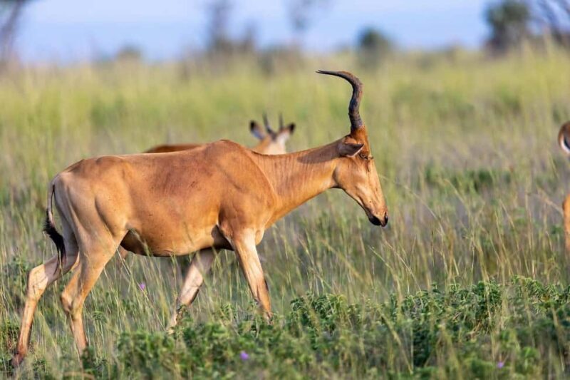 From Dar es Salaam: 2-Day Mikumi National Park Luxury Safari - How to Make the Most of Your Safari Experience